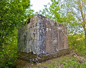 ara cubica